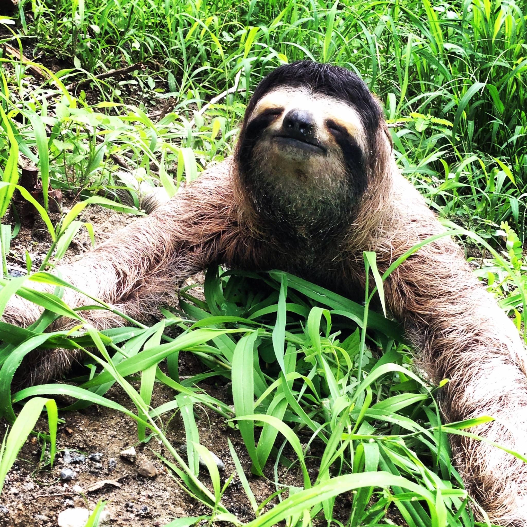 Things We Love - Sloth
